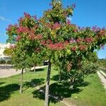 Tetradium daniellii Habitus