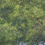 Sclerocarya birrea 叶