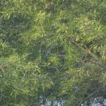 Sclerocarya birrea Лист