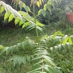 Pterocarya fraxinifolia Blad