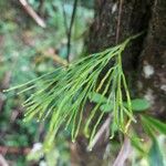 Psilotum nudum Leaf