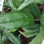 Aglaonema nitidum Feuille