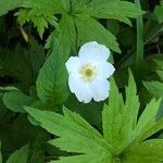 Anemone canadensis Blomst