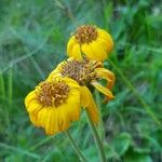 Arnica montana Blüte