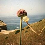 Allium commutatum Flower
