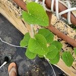 Tinospora cordifolia Leaf