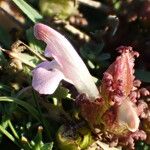 Pedicularis sylvatica Flower