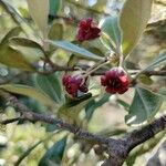 Pittosporum crassifolium 花