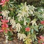 Pieris formosa Libunga
