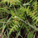 Eucrypta chrysanthemifolia Συνήθη χαρακτηριστικά