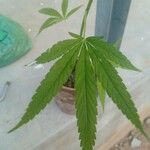 Cannabis sativaLeaf