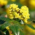 Berberis repens Blüte