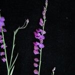 Polygala abyssinica