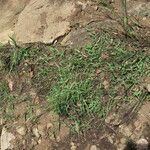 Eragrostis macilenta Yeri