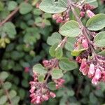 Symphoricarpos orbiculatus Blüte