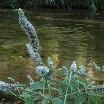 Mentha longifoliaFlor