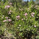 Erica australis Çiçek