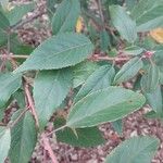 Aristotelia chilensis Fuelha