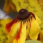 Rudbeckia hirta Cvet