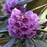 Rhododendron hodgsonii Virág