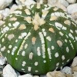 Astrophytum asterias 葉