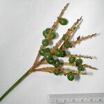 Reinhardtia simplex 果實