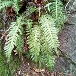 Polypodium vulgare Ліст