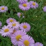 Erigeron speciosusFlower