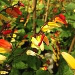 Ipomoea lobata Flower