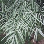 Podocarpus salignus Blad