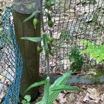 Epipactis microphylla Blad