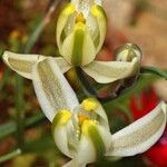 Albuca humilis