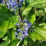 Caryopteris × clandonensis Çiçek