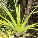 Tillandsia utriculata برگ