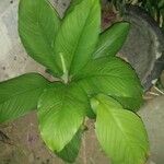 Spathiphyllum wallisiiLeaf