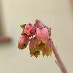 Echeveria agavoides Fleur
