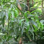 Podocarpus rumphii Liść