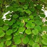 Bauhinia variegata Folha