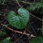 Asarum caudatum ᱥᱟᱠᱟᱢ