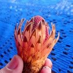 Protea cynaroides Fruto