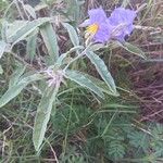 Solanum elaeagnifoliumഇല