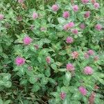 Trifolium medium Цветок