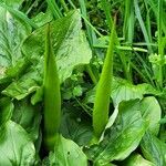 Arum italicum x Arum maculatum Hoja