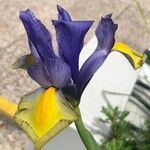 Iris xiphium Kvet