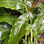 Hedychium gardnerianum Feuille