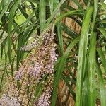 Cordyline stricta Staniste