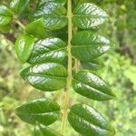 Rhaphithamnus spinosus Hoja