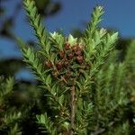 Tepualia stipularis Fruto
