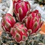 Gymnocalycium baldianum 花