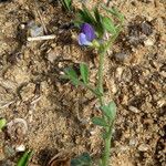 Vicia lathyroides Bark